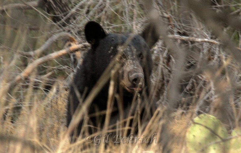 Black Bear 2011_07_17_1671 -1.jpg